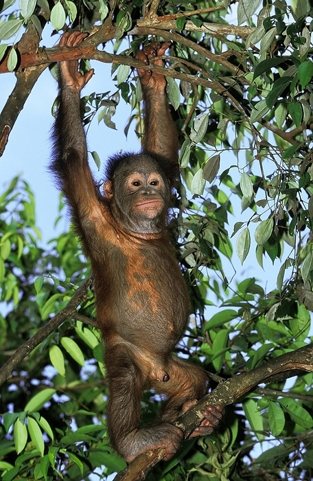 Bornean orangutan  Bornean orangutan  ORANG UTAN, BABY MALE HANGING FROM BRANCH, BORNEO  pongo pygmaeus , by G. Lacz