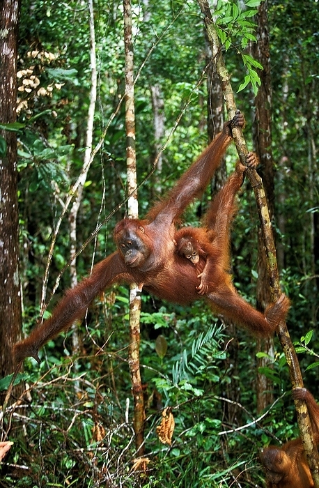 Bornean orangutan  Bornean orangutan  ORANG UTAN, MOTHER WITH BABY HANGING FROM BRANCH, BORNEO  pongo pygmaeus , by G. Lacz