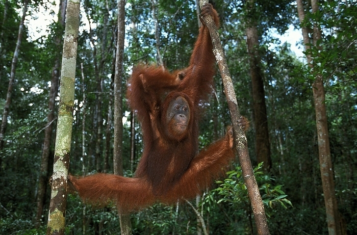 Bornean orangutan  Bornean orangutan  ORANG UTAN, FEMALE HANGING FROM BRANCH, BORNEO  pongo pygmaeus , by G. Lacz
