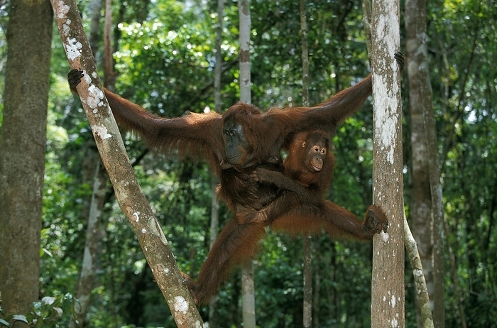 Bornean orangutan  Bornean orangutan  Orang Utan, Female with Young Hanging from Branch, Borneo  pongo pygmaeus , by G. Lacz