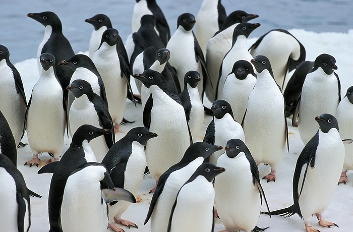 Adelie penguin  Pygoscelis adeliae  Adelie Penguin  pygoscelis adeliae , Colony on Ice Field, Paulet Island in Antarctica, by G. Lacz