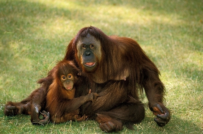 Bornean orangutan  Bornean orangutan  Orang Utan  pongo pygmaeus , Female with Young standing on Grass, by G. Lacz