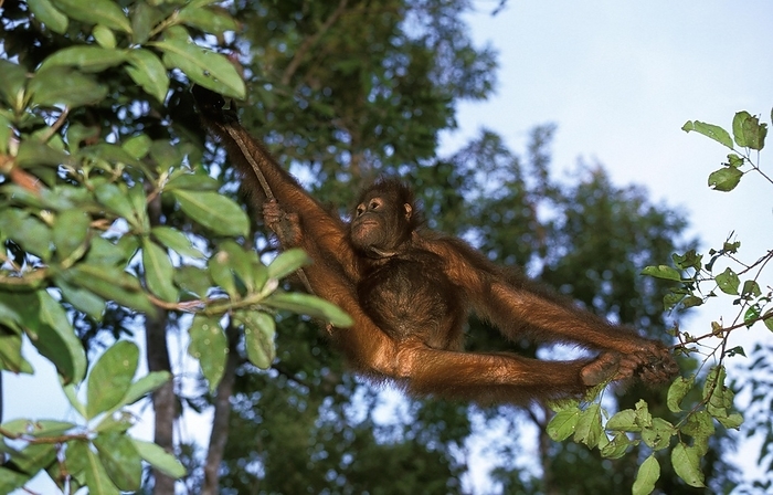 Bornean orangutan  Bornean orangutan  Orang Utan  pongo pygmaeus , Young Hanging from Branch, by G. Lacz