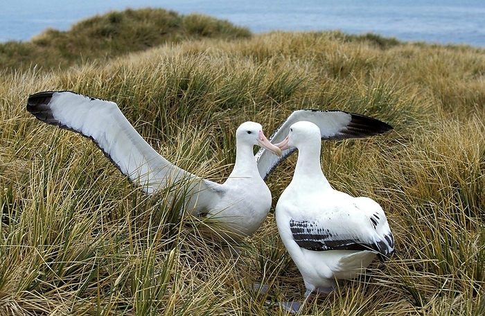 SOUTHERN ROYAL ALBATROSS diomedea melanophris, PAIR COURTING, ANTARCTICA, by G. Lacz