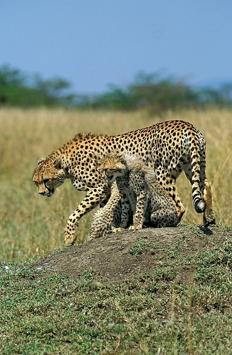 cheetah  Acinonyx jubatus  CHEETAH  acinonyx jubatus , MOTHER WITH CUB STANDING ON TERMIT HILL, MASAI MARA PARK, KENYA, by G. Lacz