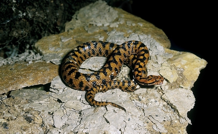 asp viper  Vipera aspis  Asp Viper  vipera aspis , Adult standing on Rock, Venomous Snake in France, by G. Lacz
