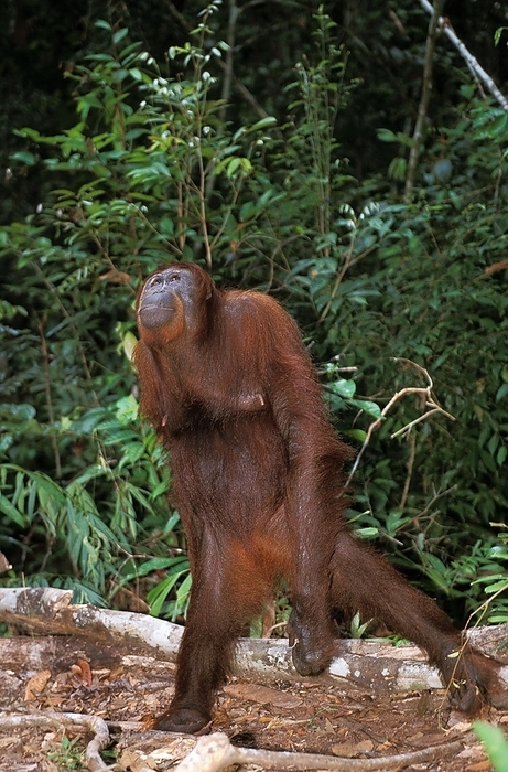 Bornean orangutan  Bornean orangutan  Orang Utan, Female standing on Hind Legs, Borneo  pongo pygmaeus , by G. Lacz