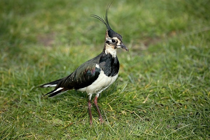 pewit Northern Lapwing  vanellus vanellus , Adult standing on Grass, Normandy, by G. Lacz