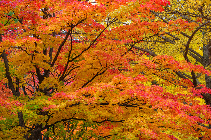 Autumn Leaves Autumn Image (October, November)