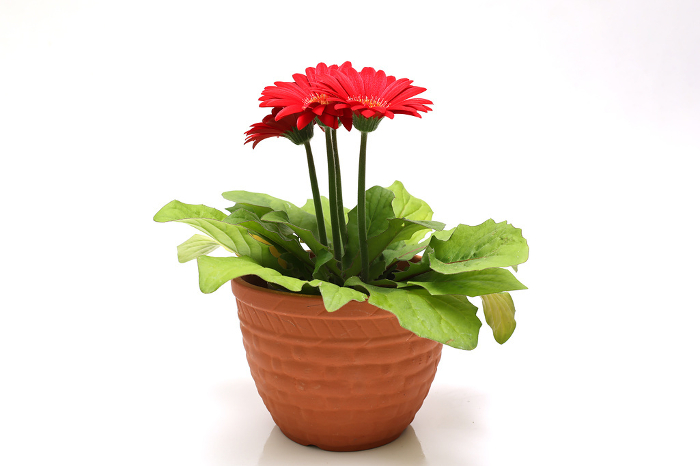 Red gerbera planted in a flowerpot on a white background