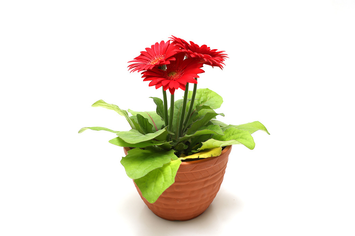 Red gerbera planted in a flowerpot on a white background