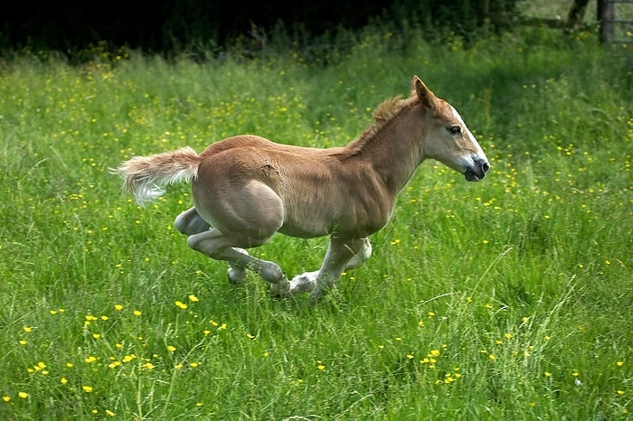 Foal Galloping through Pasture, by G. Lacz