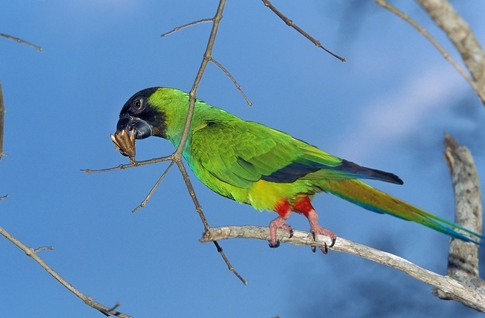 BBlack Hooded Parakeet or Nanday Conure (nandayus nenday), Adult standing on Branch, Eating Bud, Pantanal in Brazil, by G. Lacz