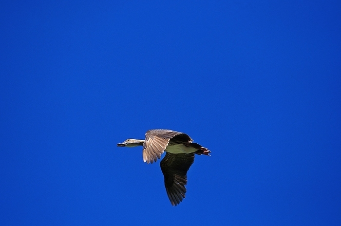 Plumed Whistling Duck (dendrocygna eytoni), Adult in Flight, Australia, Oceania, by G. Lacz