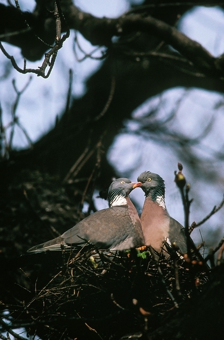 emerald dove  Chalcophaps indica  Wood Pigeon  columba palumbus , Pair at Nest, Normandy, by G. Lacz