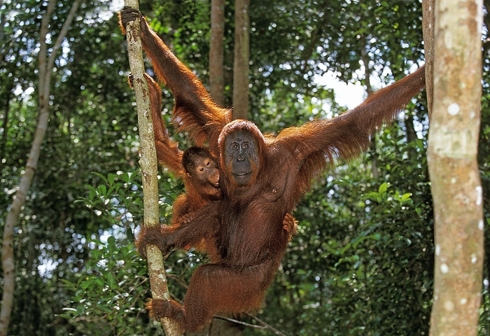 Bornean orangutan  Bornean orangutan  ORANG UTAN, FEMALE WITH YOUNG HANGING FROM BRANCH, BORNEO  pongo pygmaeus , by G. Lacz