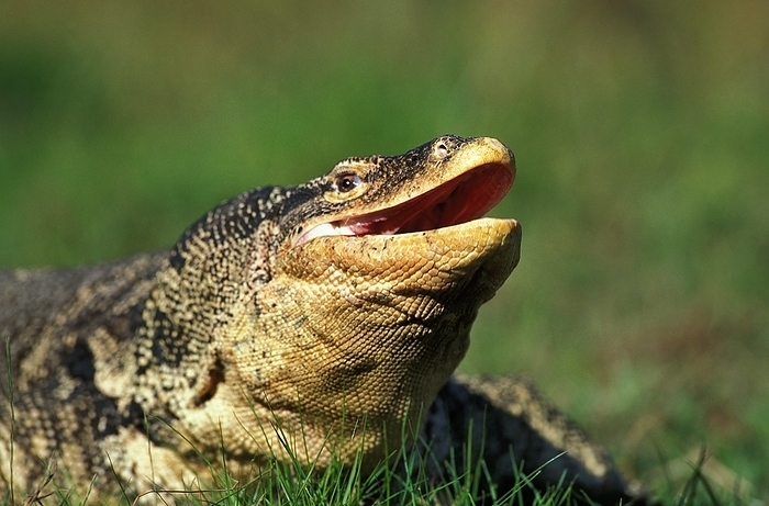Water Monitor (varanus salvator) Lizard, Adult standing on Grass with Open Mouth, by G. Lacz