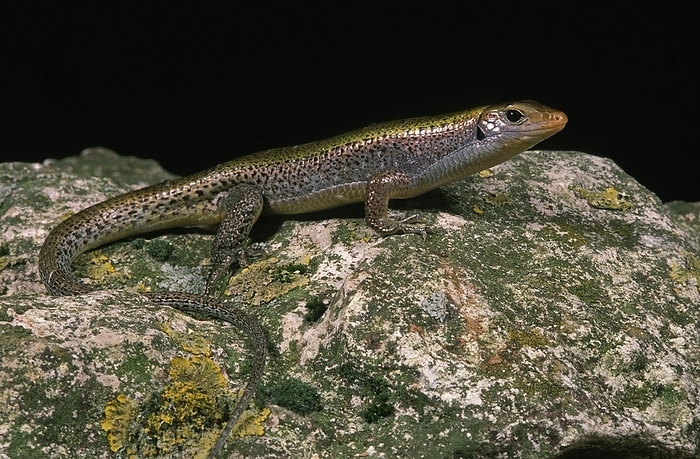 OCELLATED SKINK (chalcides ocellatus), ADULT STANDING ON ROCK, by G. Lacz