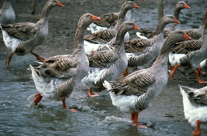 Toulouse Goose, Breed producing Pate de Foie Gras in France, by G. Lacz