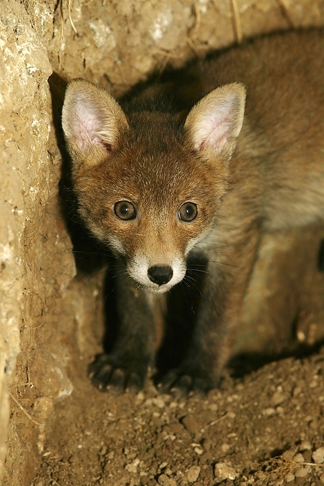 red fox  Vulpes vulpes  Red Fox  vulpes vulpes , Cub standing at Den Entrance, Normandy, by G. Lacz