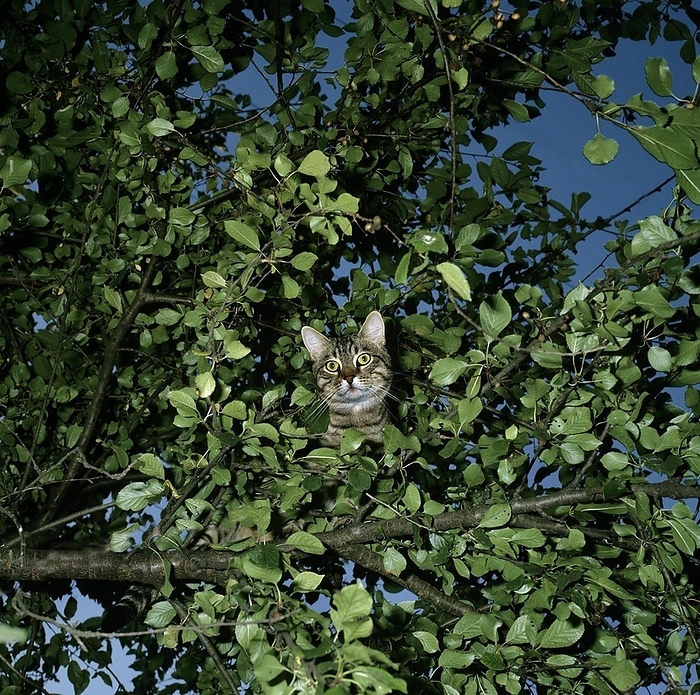 European Brown Tabby Domestic Cat camouflaged in Tree, by G. Lacz