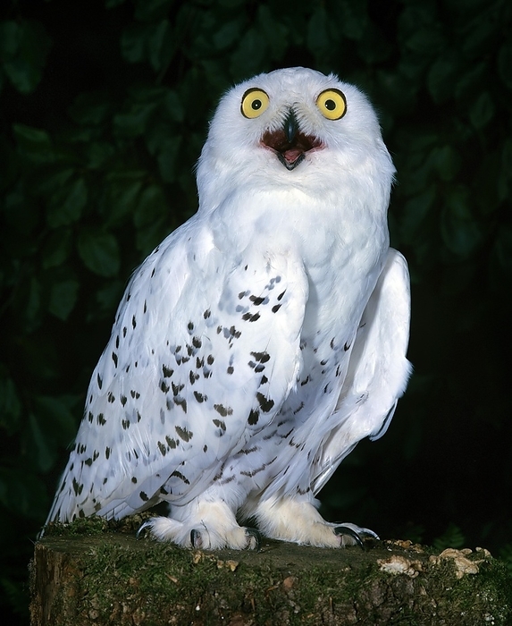 snowy owl  Bubo scandiacus  Snowy Owl  nyctea scandiaca , with Open Beak, Calling, by G. Lacz