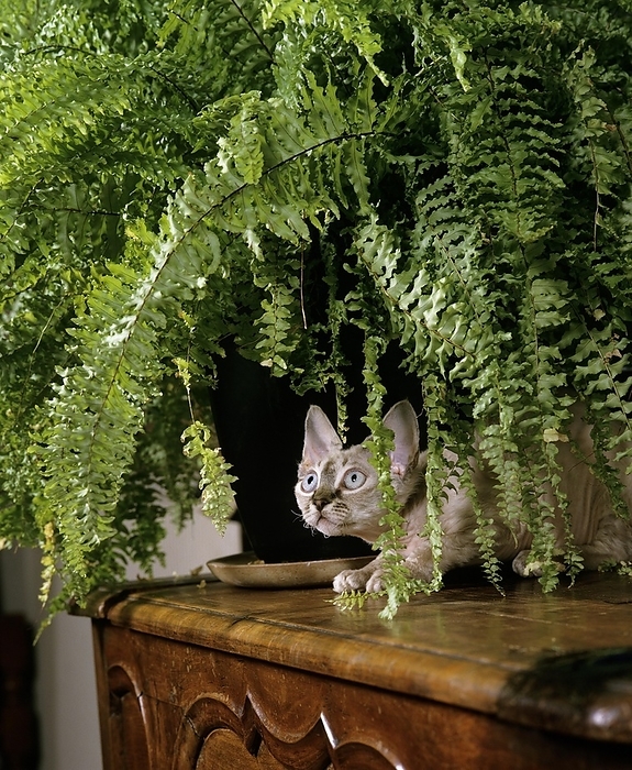 Devon Rex Domestic Cat with House Plant, by G. Lacz
