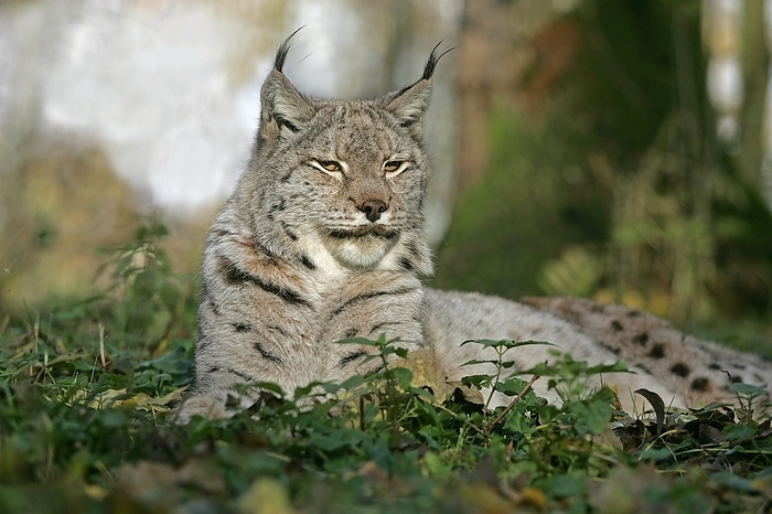 European Lynx (felis lynx), Adult laying, by G. Lacz