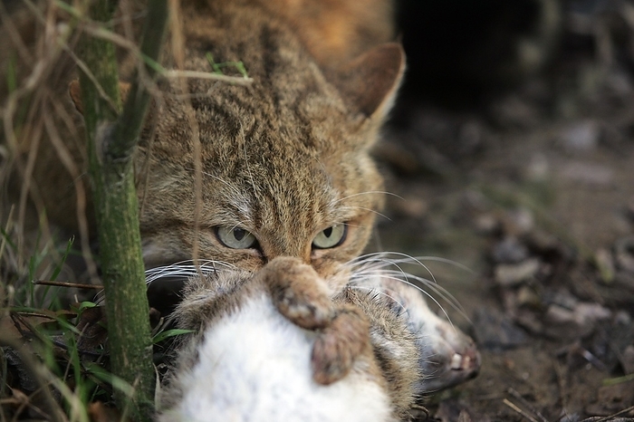 European Wildcat (felis silvestris), with a Kill, a Rabbit, by G. Lacz