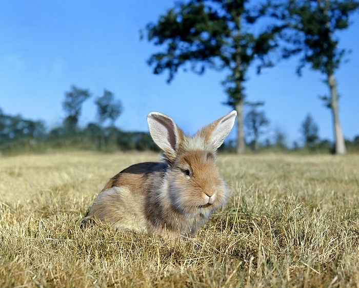 Angora Domestic Rabbit, by G. Lacz