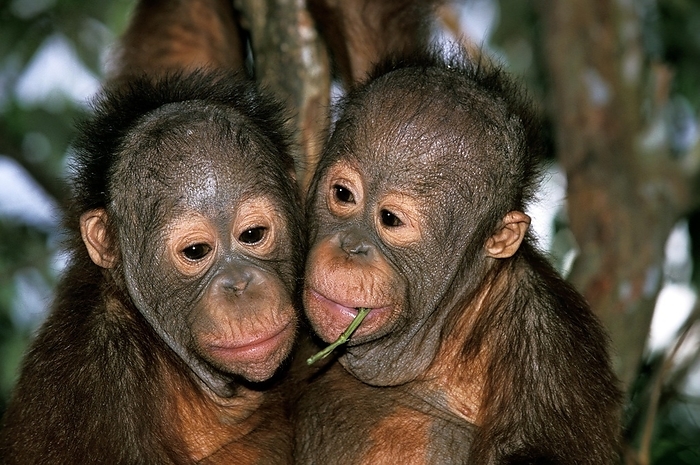 Bornean orangutan  Bornean orangutan  Orang Utan, Portrait of Youngs with Funny Face, Borneo  pongo pygmaeus , by G. Lacz