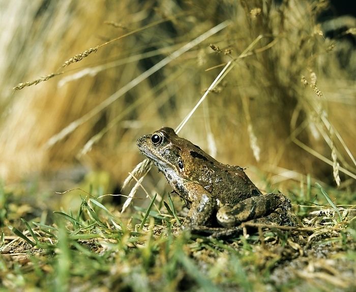 common brown frog  Rana rugosa  Common Frog  rana temporaria , by G. Lacz