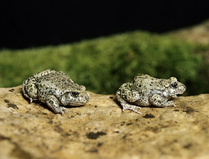Midwife Toad (alytes obstetricans), by G. Lacz