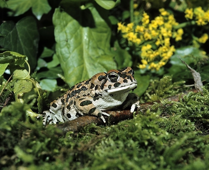 Green Toad (bufo viridis), Adult, by G. Lacz