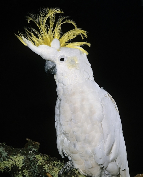 yellow crested cockatoo  Cacatua sulphurea  Lesser Sulphur Crested Cockatoo  cacatua sulphurea , Adult with crest raised, by G. Lacz