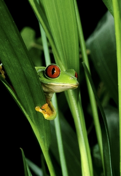 red eyed tree frog  Rana rugosa  Red Eyed Tree Frog  agalychnis callidryas , Head emerging from Leaves, by G. Lacz