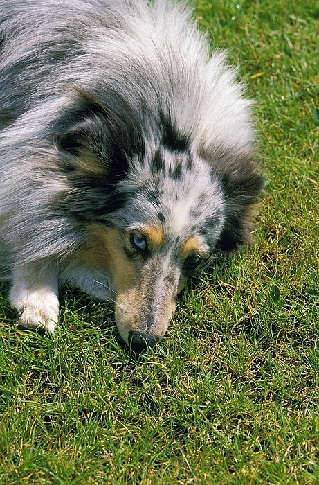 Collie Dog Threatened, laying down on Grass, by G. Lacz