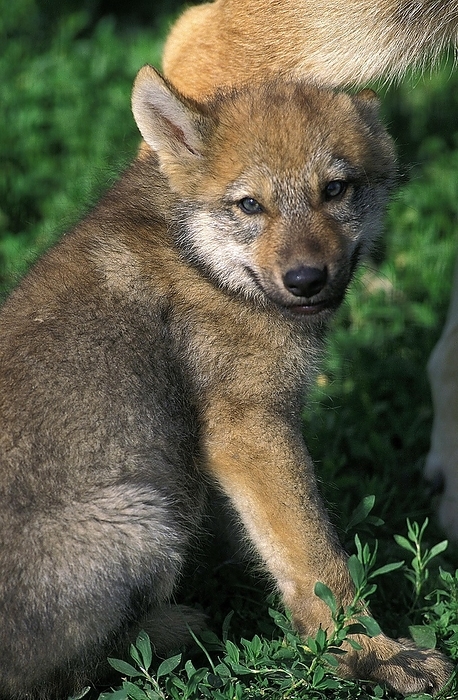 European Wolf (canis lupus), Pup, by G. Lacz