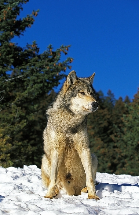 Alaskan wolf North American Grey Wolf  canis lupus occidentalis , Male sitting on Snow, Canada, North America, by G. Lacz