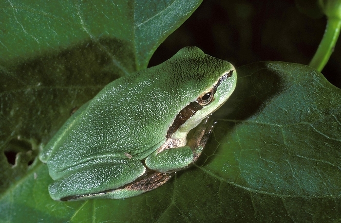 common tree frog  Litoria caerulea  European Tree Frog  hyla arborea , Adult standing on Leaf, by G. Lacz