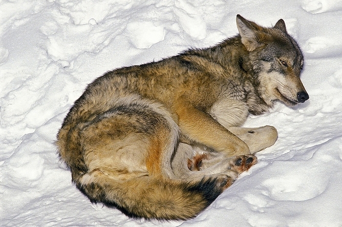 European Wolf (canis lupus), Adult Sleeping in Snow, by G. Lacz