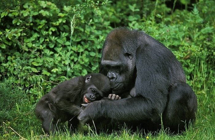 western gorilla  Gorilla gorilla  Eastern Lowland Gorilla  gorilla gorilla  graueri, Mother with Young, by G. Lacz