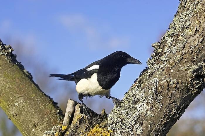 European magpie  Pica pica  Black Billed Magpie or European Magpie  pica pica , Adult standing on Branch, Normandy, by G. Lacz