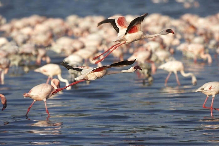 lesser flamingo  Phoenicopterus m Lesser Flamingo  phoenicopterus minor , Adults in Flight, Colony at Nakuru Lake in Kenya, by G. Lacz