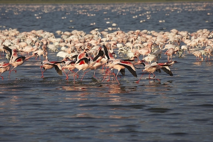 lesser flamingo  Phoenicopterus m Lesser Flamingo  phoenicopterus minor , Group in Flight, Taking off From Water, Nakuru Lake in Kenya, by G. Lacz