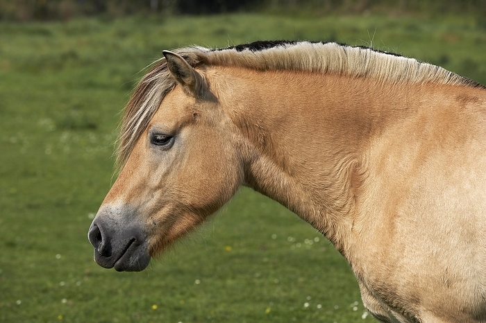 NORWEGIAN FJORD HORSE, PORTRAIT OF ADULT WITH CUT MANE, by G. Lacz