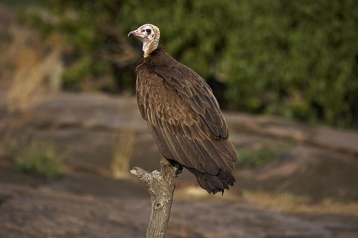 hooded vulture  Gypaetus barbatus  Hooded Vulture  necrosyrtes monachus , Adult standing on Branch, Masai Mara Park in Kenya, by G. Lacz