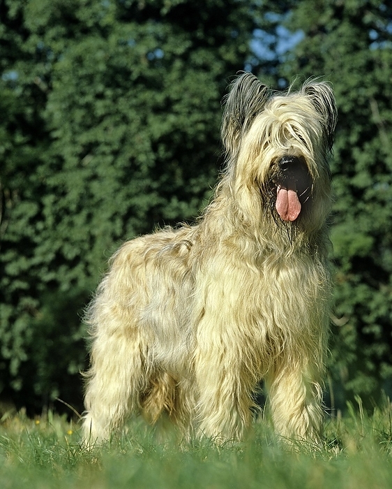 Briard Dog (Old Standard Breed with Cut Ears), Adult standing on Grass, by G. Lacz