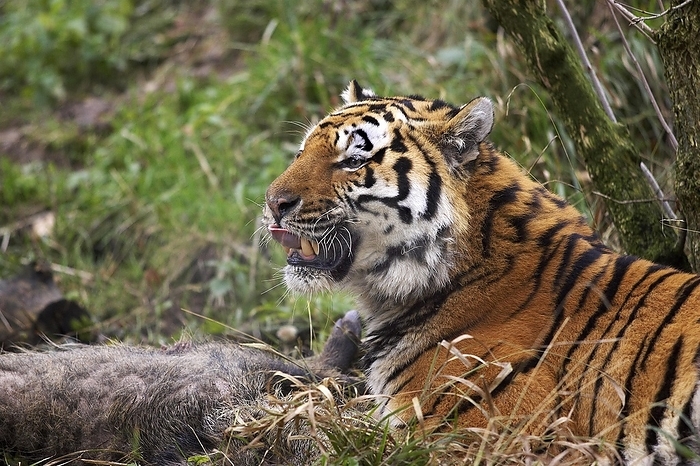 Amur tiger Siberian Tiger  panthera tigris altaica , Adult with a Wild Boar Kill, by G. Lacz