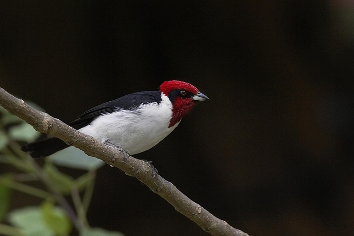Red-Capped Cardinal (paroaria gularis), Adult standing on Branch, Los Lianos in Venezuela, by G. Lacz